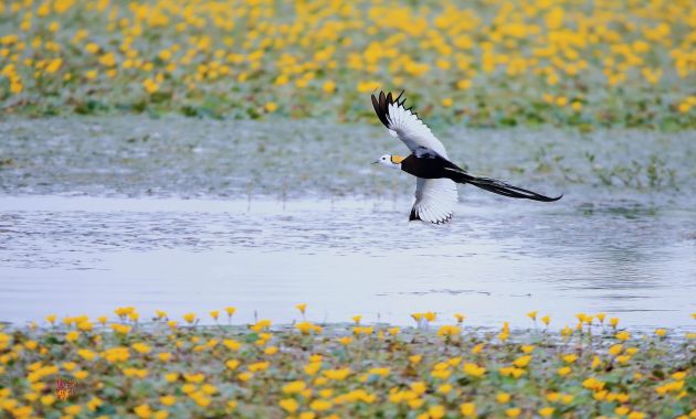 水雉 郑山河摄 (2)