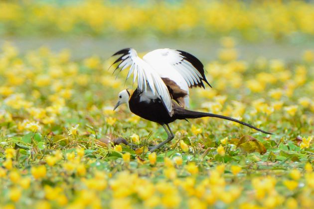 蔡庆彪 照片 (2)