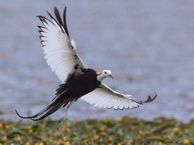 青华海水雉,杨明艳5