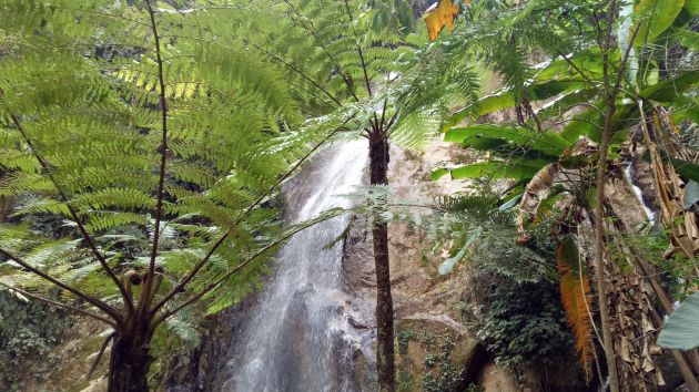 樱花谷3—李立蕊摄