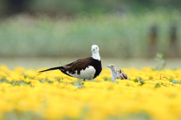 蔡庆彪 照片 (10)