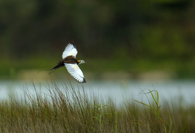 水雉 郑山河摄 (6)