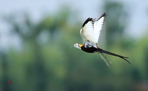水雉 郑山河摄 (10)