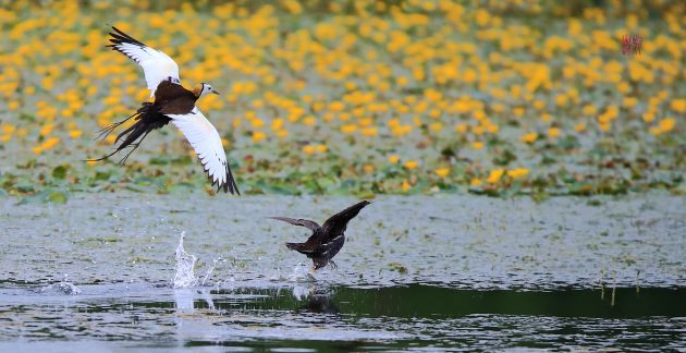水雉 郑山河摄 (5)